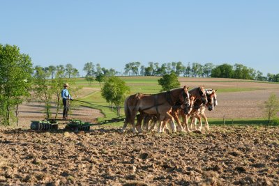 Amish plowing.