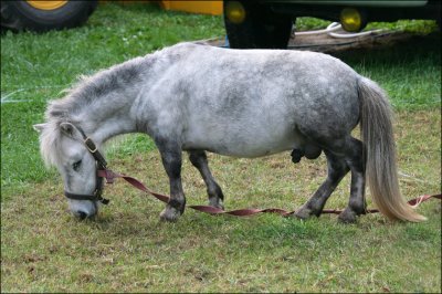 This guy was billed as The Worlds Smallest Horse