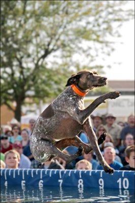 Fabulous Flying Fido.