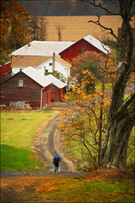 Home from school. Farm near Cattawissa, Pa.