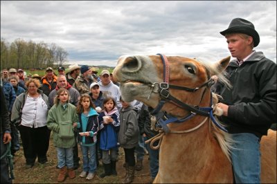 Amish Horse Auction.