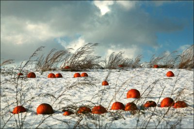 And in a multitude of pumpkins there is safety. -Proverbs 24-6