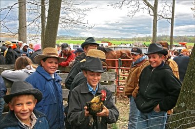 Runaway Rooster Recaptured.