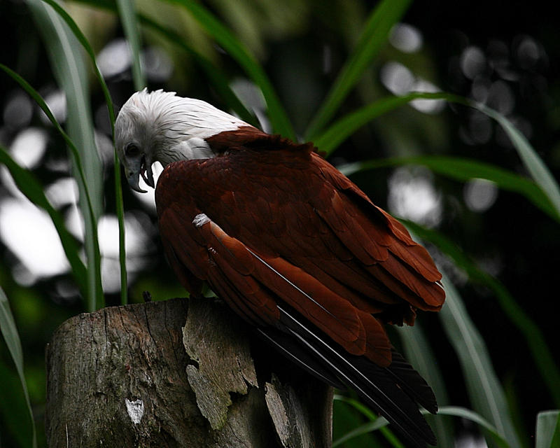 Brahminy Kite