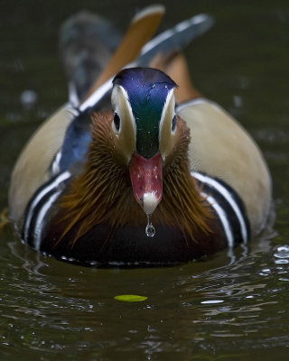 Mandarin Duck