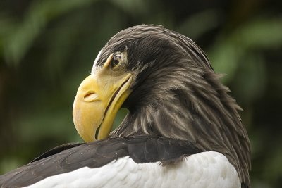 Stellar's Sea Eagle