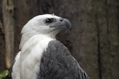 White Bellied Sea Eagle