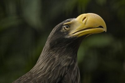 Stellar's Sea Eagle