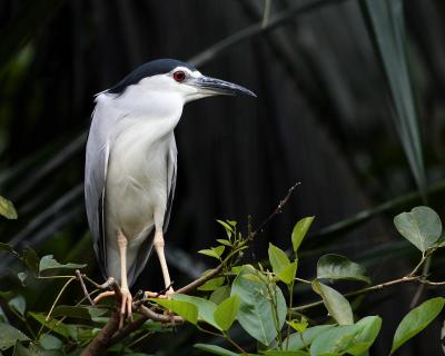 Black Crowned Night Heron