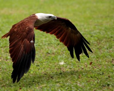 Brahminy Kite