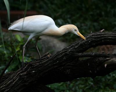 Cattle Egret