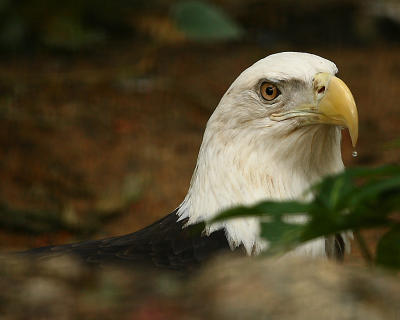 Bald Eagle