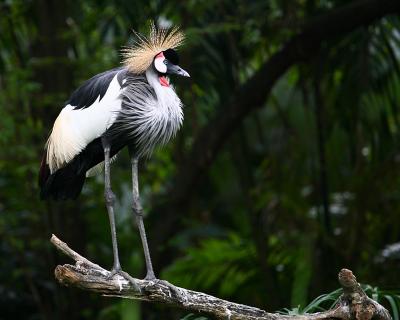 South African Crowned Crane