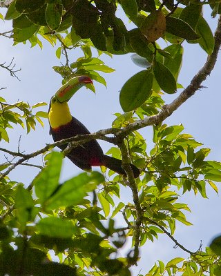 Toucan in the EcoLodge Preserve