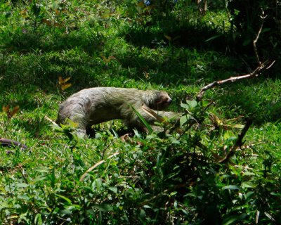 3 fingered sloth on the ground at the Penas Blancas river