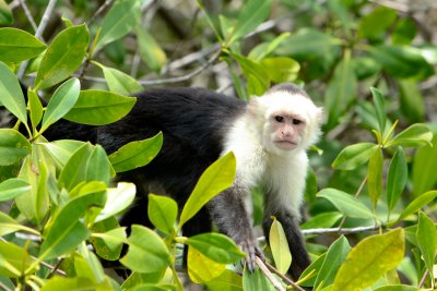 Whitefaced-capuchin monkey
