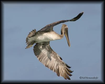 Pelican 1.jpg
