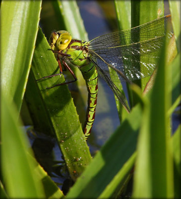 Aeshna Viridis - Grn Mosaikguldsmed