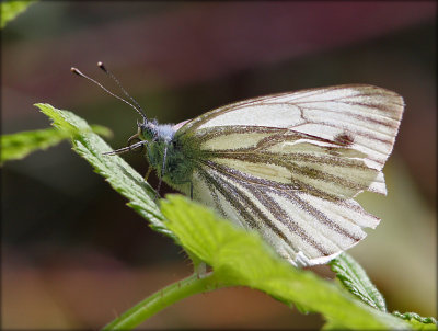 Pieris Napi - Grnret Klsommerfugl