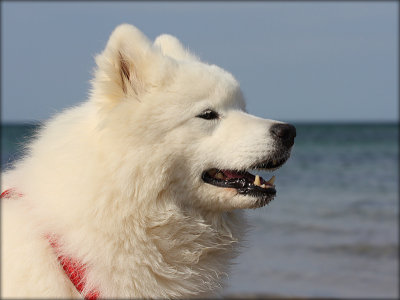 Blanca at the Beach