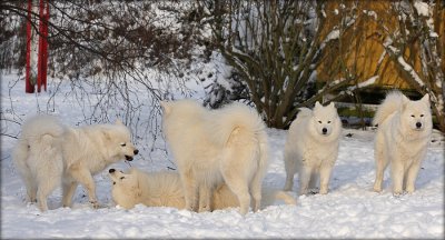 Penny - Atlantis - Speedy - Blanca - Alpha