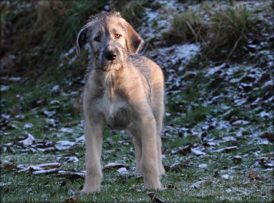 August - Irish Wolfhound - 11 weeks