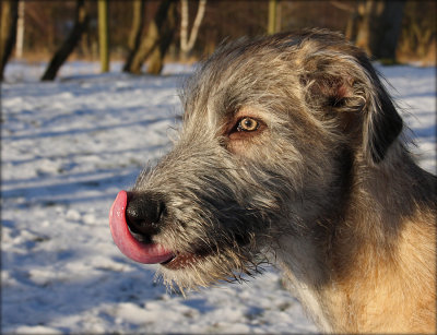 August - Irish Wolfhound - 3  months