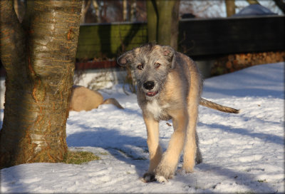 August - Irish Wolfhound - 3  months