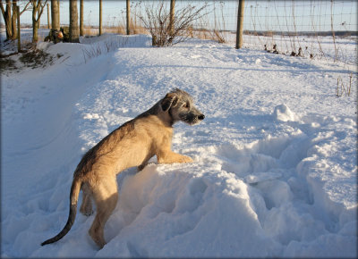 August - Irish Wolfhound - 3  months