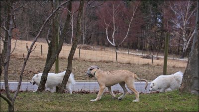 Walking with Samoyeds