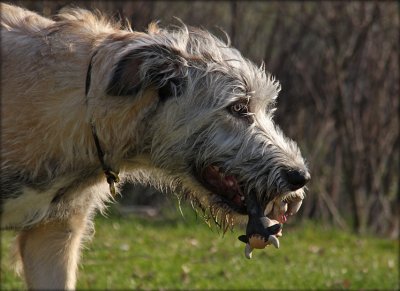 August the Wolfhound
