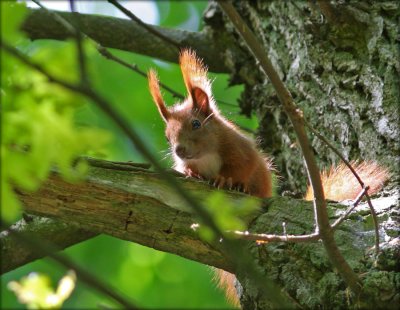 Egern - Red squirrel - Sciurus Vulgaris