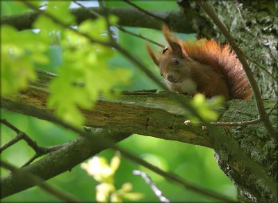 Egern - Red squirrel - Sciurus Vulgaris