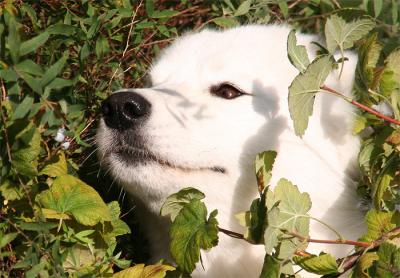 Chasing blueberries