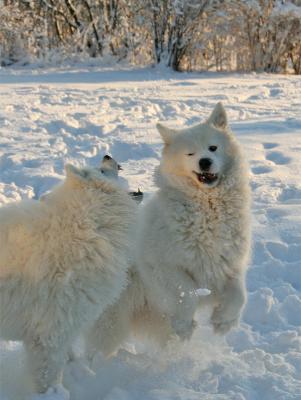 Playing
