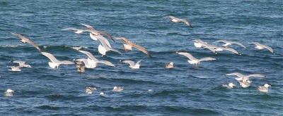 Birds at the seaside