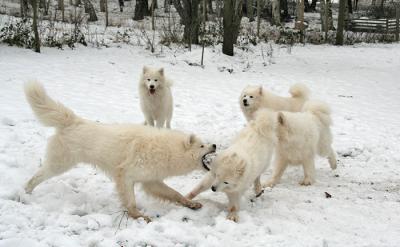 Playing