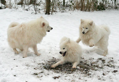 Playing