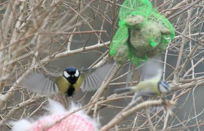 Great and Blue Tit