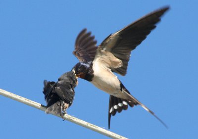 Swallows