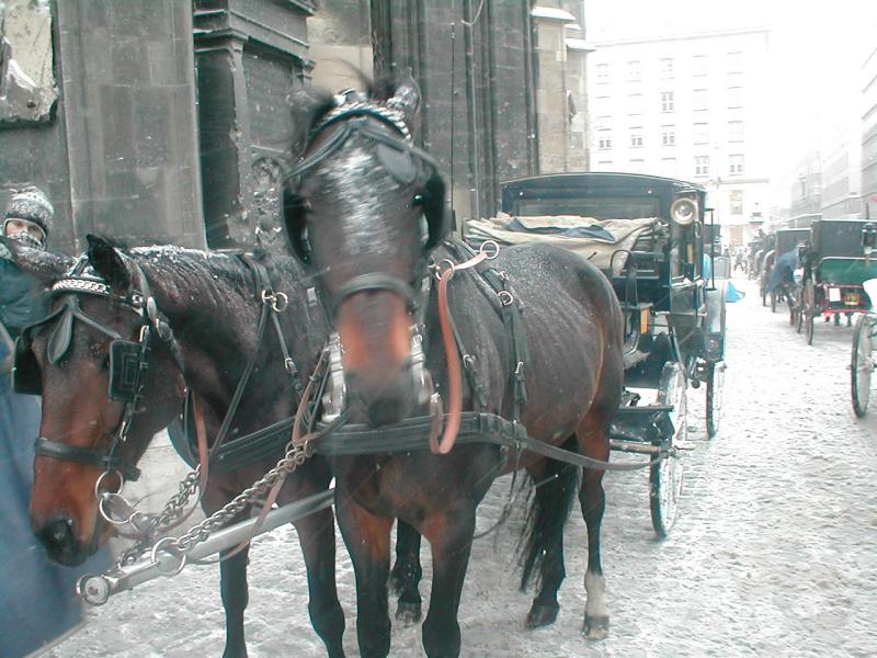 Dec 30 last day Stephens Platz