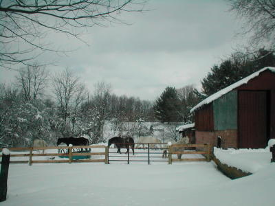 Feb Snow 2006