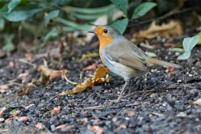 Robin in Gardens
