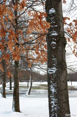 Ellison Park