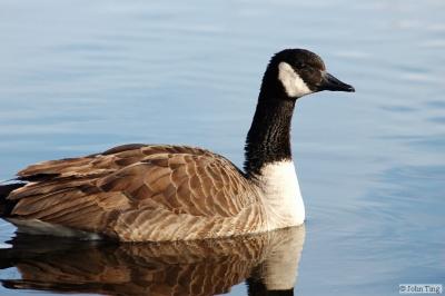 Canadian goose