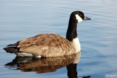 Canadian goose