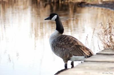 Canadian goose