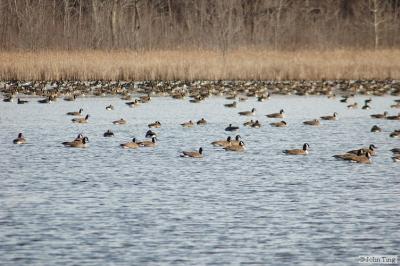 Goose flock at rest