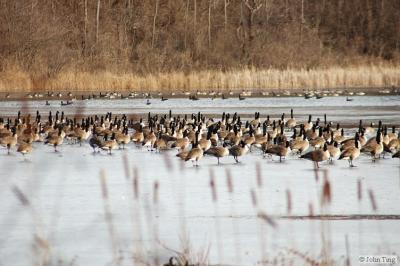 Goose flock at rest