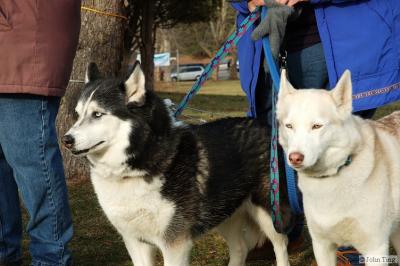 Dogs of the Seneca Siberian Husky Club